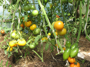 спеет урожай томатов