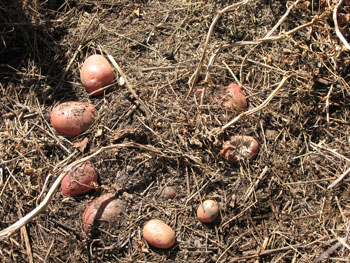 картофель под соломой