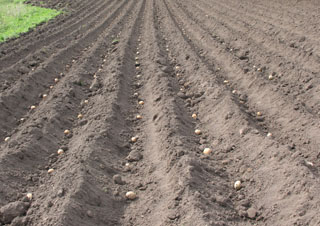 картофель в рядах