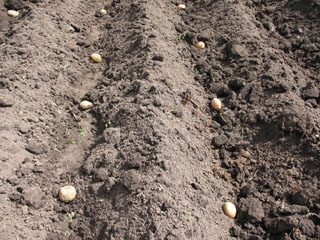 картофель в рядах